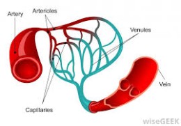 CUTANEOUS VASCULAR DISEASES AND PANNICULITIS