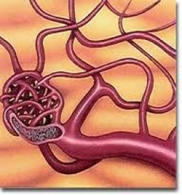 ERYTHEMA AND TELANGIECTASIA