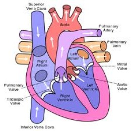 SKIN AND CARDIOPULMONARY (RESPIRATORY) DISEASES