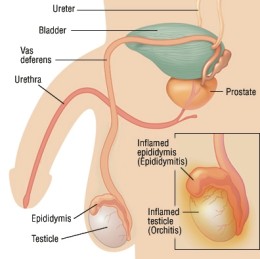 SKIN AND SEXUALLY-TRANSMITTED DISEASES