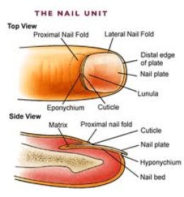 NAIL DISORDERS